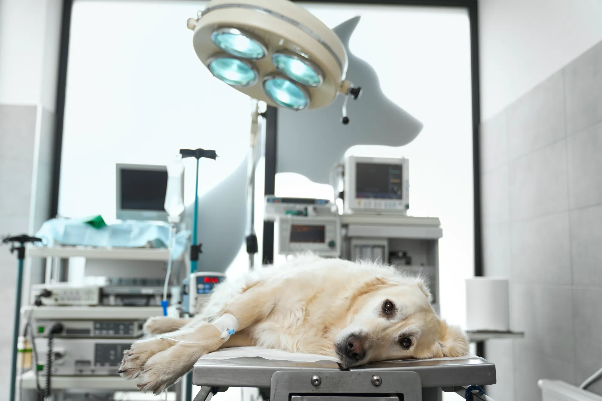 Pet Surgery